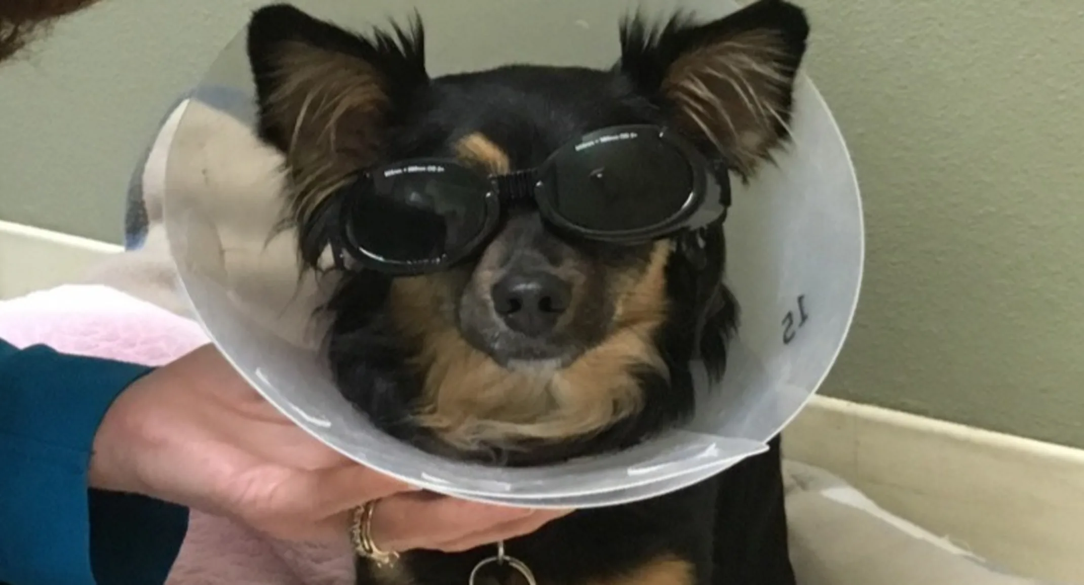 Small dog wearing a cone around its neck after receiving laser-therapy treatment